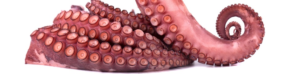 OctopusSea Treasure Seafoods